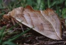 Calyptra thalictri ©  S.Beshkov